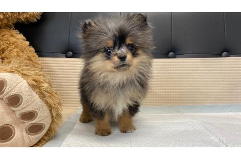 成約済の兵庫県のポメチワ:ポメラニアン×チワワ-351362の8枚目